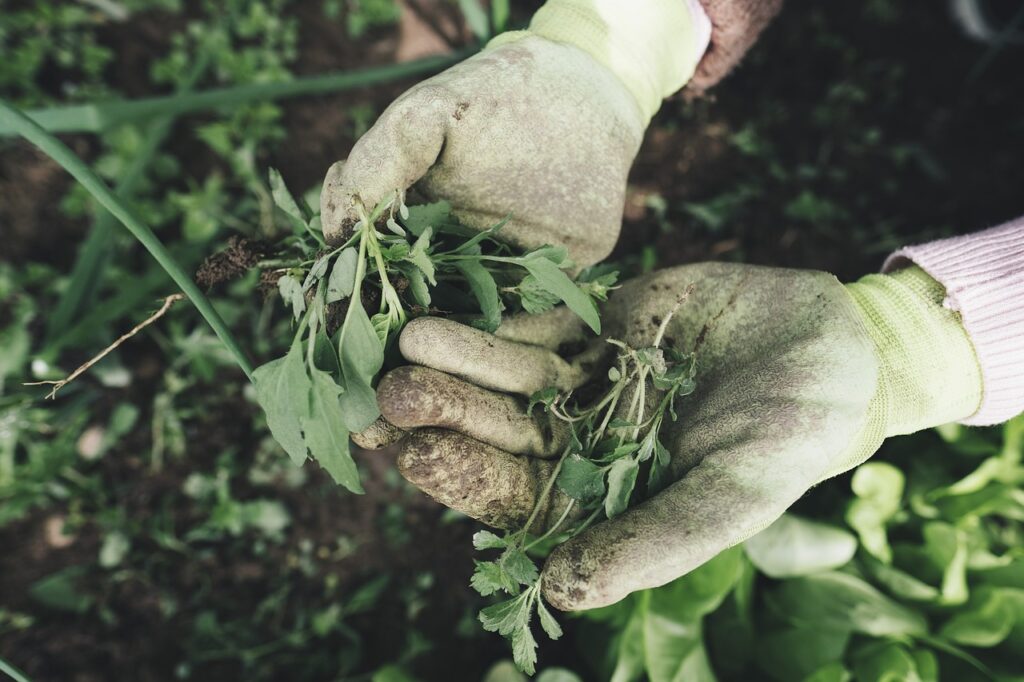 Two dirty gloved hands holding green sprigs, with a regenerative gardening garden below.