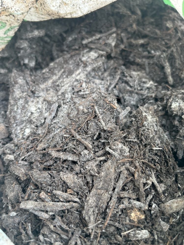 Closeup photo of white, powdery mycelium growing on some decomposing mulch that will help with regenerative gardening.