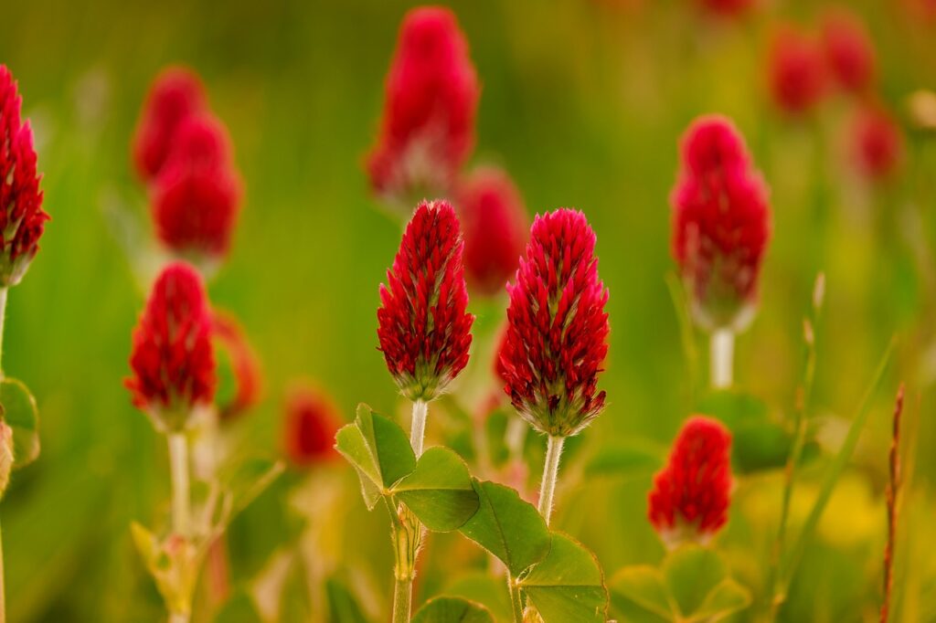 Close up  of red crimson clover flowers growing in a field. Weeds for soil health..