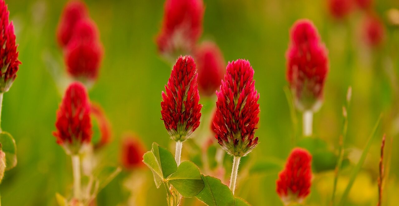close up of red crimson clover flowers growing in a field. weeds for soil health.