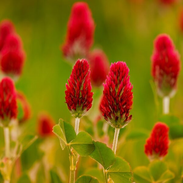 close up of red crimson clover flowers growing in a field. weeds for soil health.