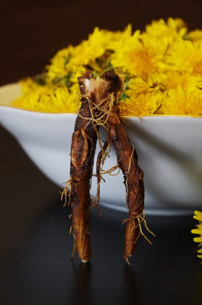 Photo of a long dandelion taproot with a white bowl full of yellow dandelion blooms behind it.